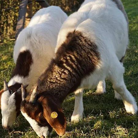 Mollehusets فندق مبيت وإفطار 3*