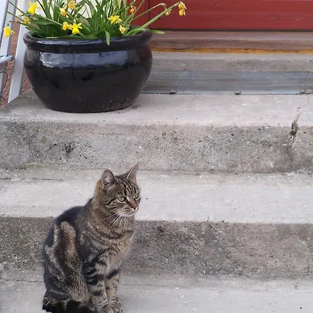 Mollehusets نُوابورغ